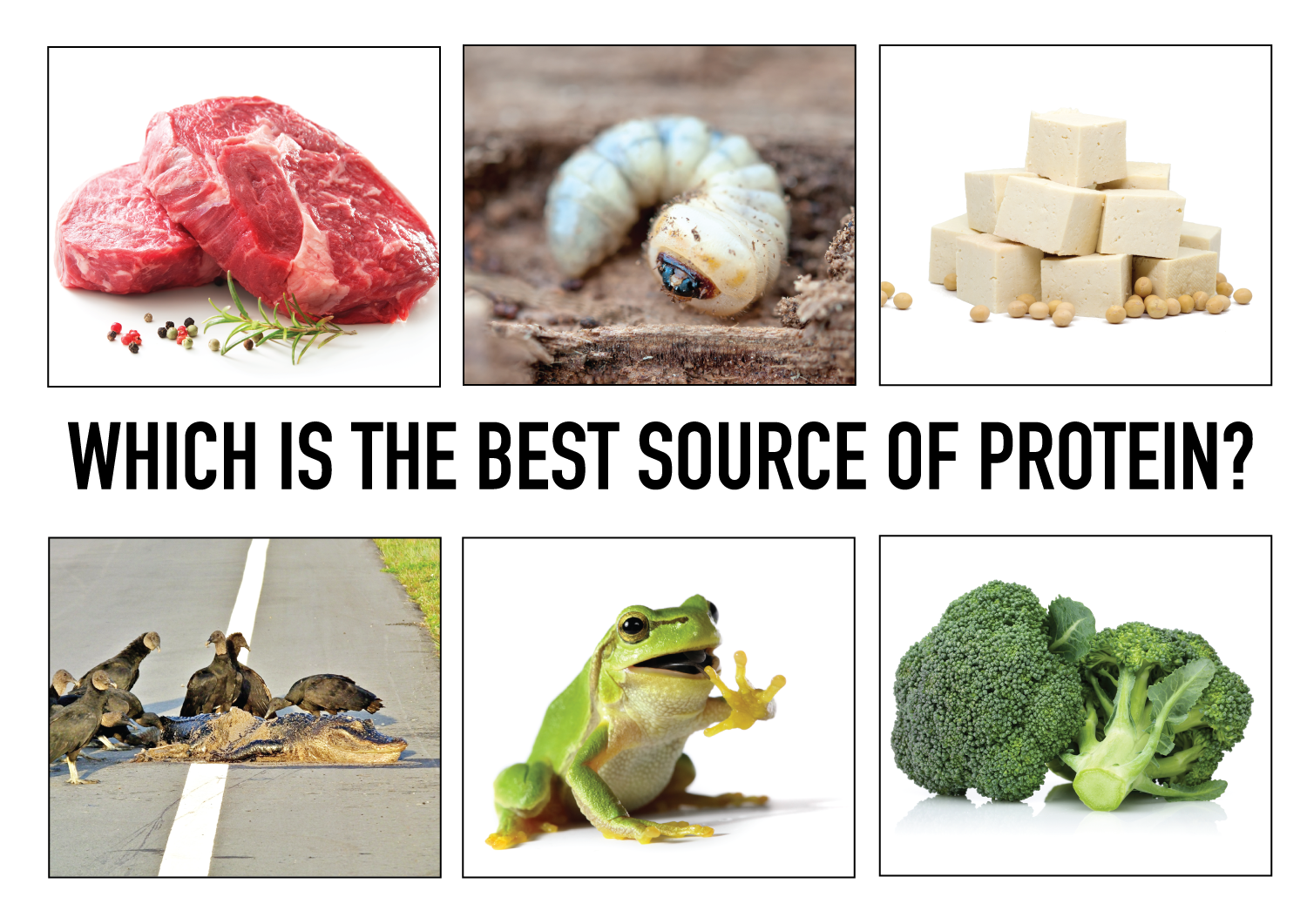 Which Is The Best Source Of Protein Goodsugar which-is-the-best-source-of-protein-goodsugar