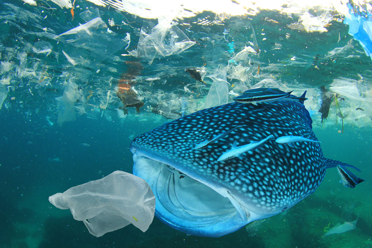 Navigating the Shift Towards a Sustainable Future
