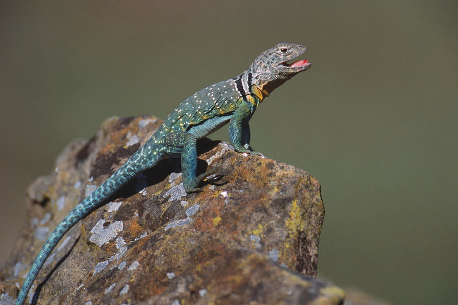 Breathing Isn’t Niche—It’s Survival