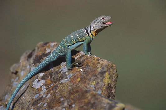 Breathing Isn’t Niche—It’s Survival