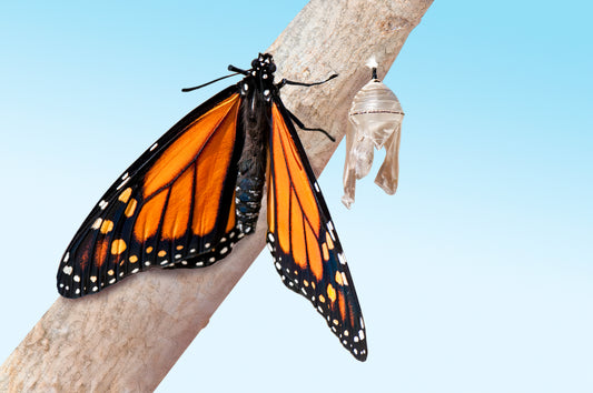 transcending opposites: spiritual growth journey
