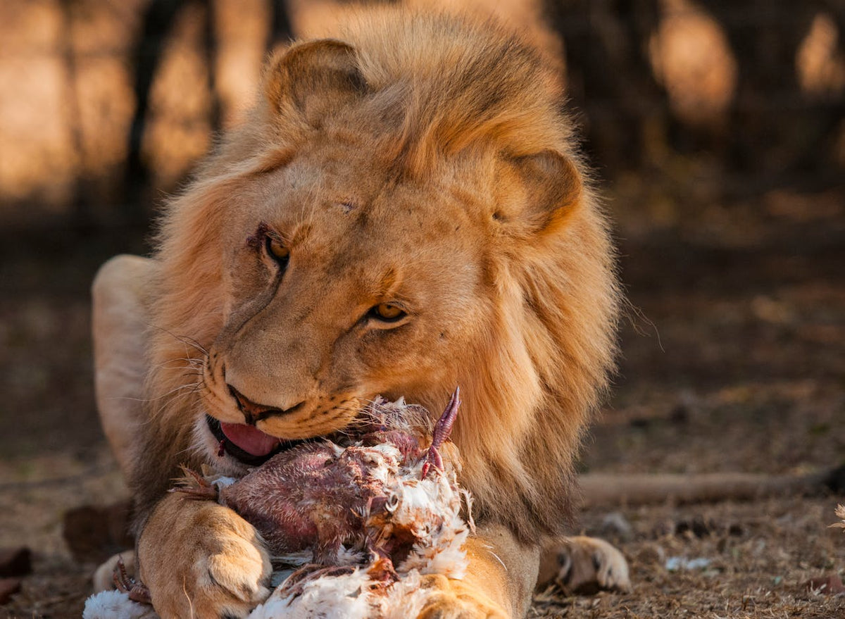 Why Flesh Eating Is Still Popular