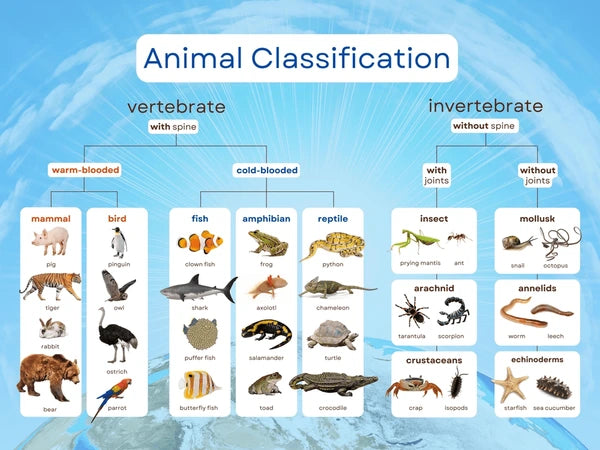 the classification of animals – goodsugar