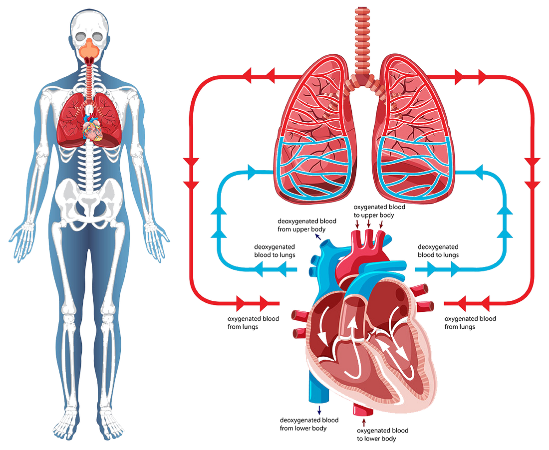 From Breath to Blood