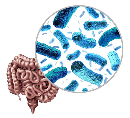 probiotic, supplement, marcus antbei, goodsugar