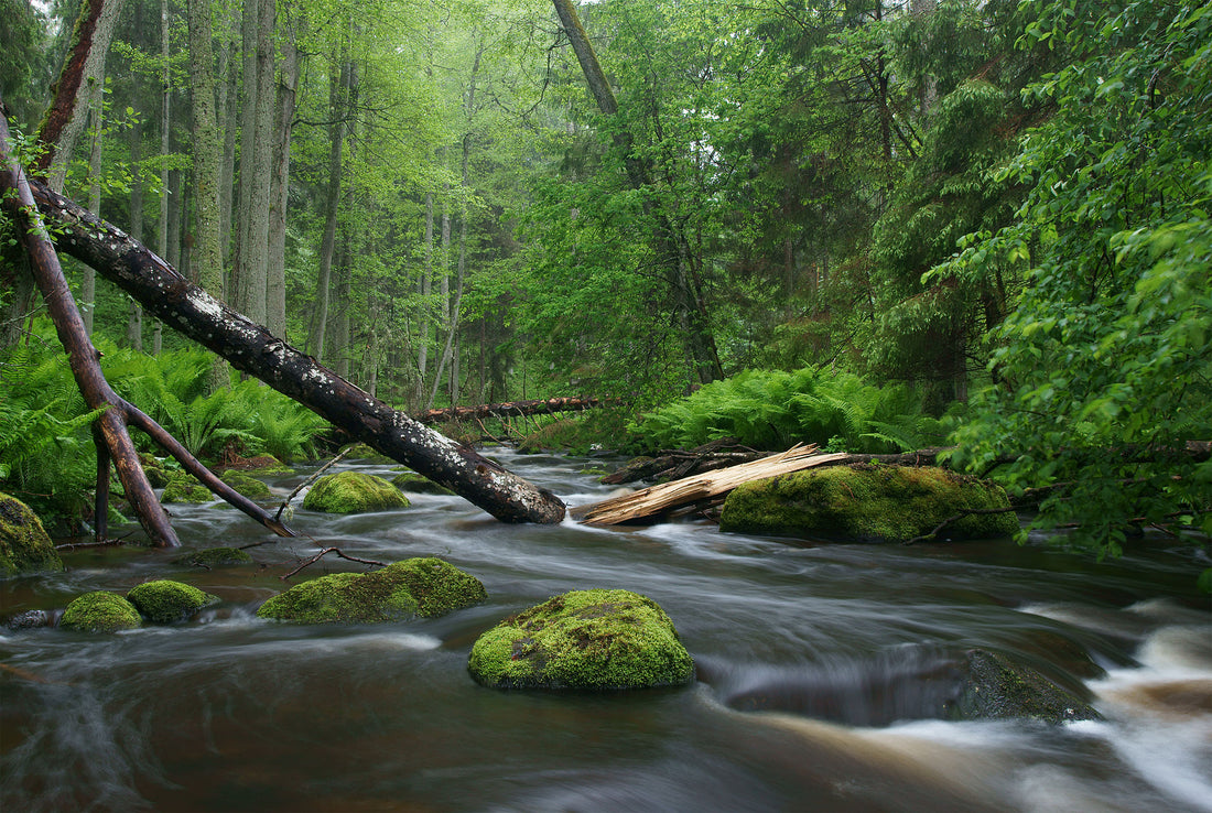 Empathic Nature Meditation