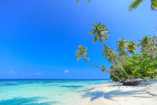Paradise Just Needs a New Cleaning Crew
