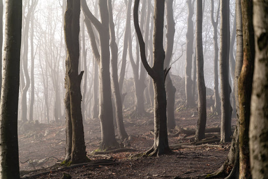 BEFORE WE DESTROY THE LAST TREE