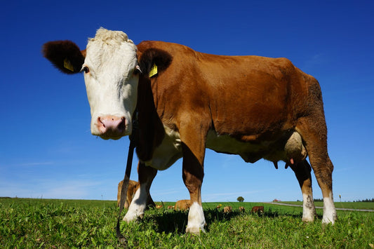 7.5 Fear of Protein Deficiency: A Modern Myth