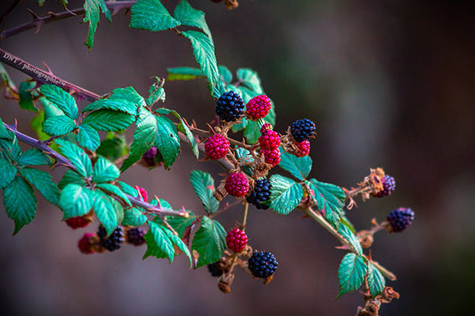 a poem on berries